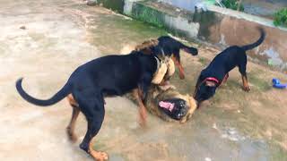 Caucasian shepherd vs Doberman Rottweiler and German shepherd [upl. by Faye]