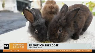 Wilton Manors neighborhood having to deal with growing group of rabbits [upl. by Ainezey187]