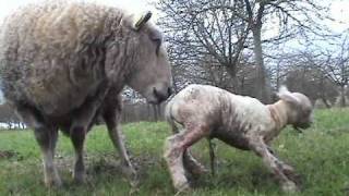 naissance agneaux en bretagne [upl. by Noryd]