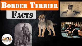 Border Terrier  Top 10 Facts [upl. by Zerla71]