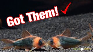 New Super Rare Corydoras Eques [upl. by Thant]