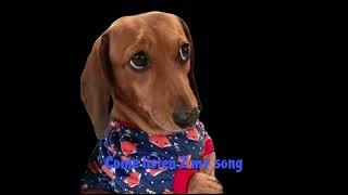 Wiener dog song [upl. by Orling176]