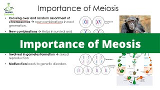 Importance of Meiosis  Cell Cycle [upl. by Aldas120]