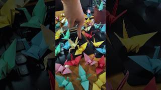 En la ofi animando las grullas que hizo una compañera stopmotion animation origami grulla [upl. by Yatnod]