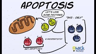 Apoptosis  Introduction Morphologic Changes and Mechanism [upl. by Zilada]