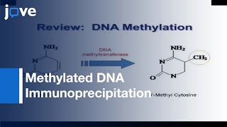 Methylated DNA Immunoprecipitation l Protocol Preview [upl. by Alrzc]