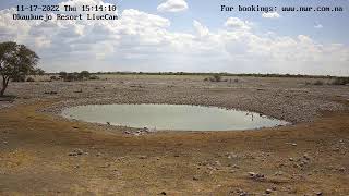 Okaukuejo Resort Wildlife Waterhole Live camera stream in the Etosha National Park in Namibia [upl. by Peckham]