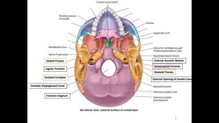 Norma Basalis its Foramina amp Contents Anterior Part [upl. by Bascio]