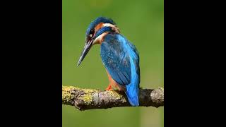 Kingfisher catching fish 🐠 [upl. by Leehar488]