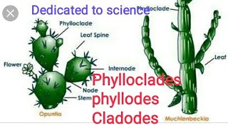 Phylloclades phyllodes cladodes with examples [upl. by Tallula]