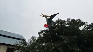 Lifelike flying pterosaur for events [upl. by Marka]