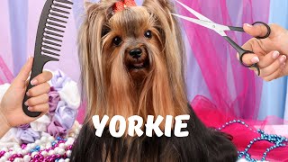 Yorkshire Terriers Grooming Health Temperament [upl. by Stephine713]