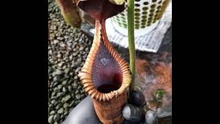 Nepenthes Macrophylla [upl. by Ube937]