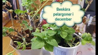 Beskära pelargoner i december 11122021 [upl. by Wehttan]