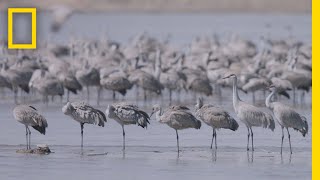 Thousands of Cranes Take Flight in One of Earths Last Great Migrations  National Geographic [upl. by Aiehtela]