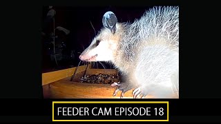 Garden Feeder Cam Ep 18 [upl. by Anoid]