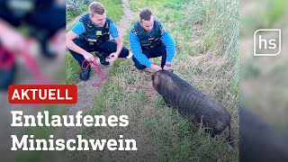 Egelsbach Polizeiaufgebot jagt flüchtendes Schwein  hessenschau [upl. by Yalahs116]