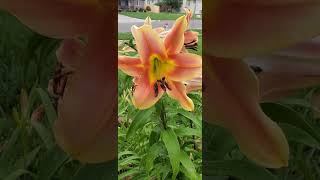 Tiger Lilies in the Rain A Splash of Orange flowers [upl. by Adna51]