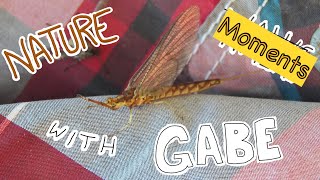 Nature Moments With Gabe 31 Mayflies [upl. by Nyleikcaj296]