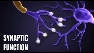 How do synapses works to carry information [upl. by Kilar]