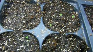 coleus seeds germinated what do coleus seedlings look like [upl. by Allehcram]