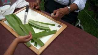 How to make Aloe Vera gel [upl. by Bogie]