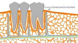 Alveolar Bone Structure [upl. by Erastes81]