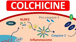 Colchicum Homeopathic Medicine uses in hindi Heel and Foot Pain  Dr Sherazi Homeopathic [upl. by Eetnahs40]