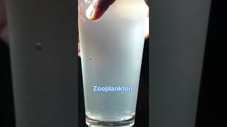 Zooplankton For Fish Shrimp Feeding [upl. by Nonnac423]