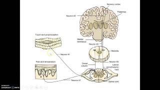 Pain Control Theories [upl. by Fi]