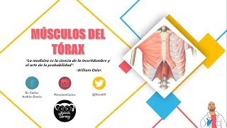 Anatomía  Músculos del Tórax Cintura Pectoral y Costales Origen Inserción [upl. by Nosreve807]