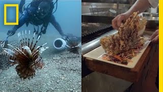 How Eating Venomous Lionfish Helps the Environment  National Geographic [upl. by Lisk]