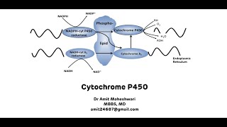 Cytochrome P450  Cytochrome P450 for Xenobiotic Metabolism [upl. by Kerad868]