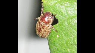 HELP Getting Rid Of Chinese Rose Beetles [upl. by Aloisia]