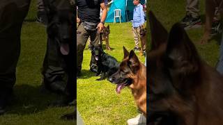 Dog Show Beautiful Shepherds [upl. by Atiuqrehs]