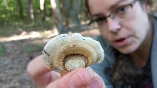 Stereum ostrea False turkey tail or parchment fungus [upl. by Jabe968]