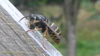 Wasp Queen Sound when Gnawing and Chewing Tree while building a Nest [upl. by Ahsiatal]