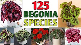 125 Rare Begonia Species with Names  Varieties of Begonia Plant Plant and Planting [upl. by Twila]