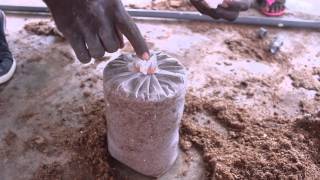 Oyster Mushroom Farming at the Kumasi Institute of Tropical Agriculture KITA  Peace Corps Ghana [upl. by Ezalb83]