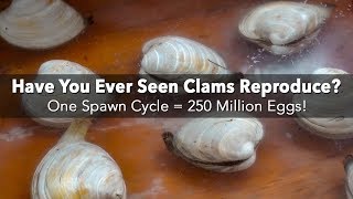 How do clams spawn or reproduce Check out this video from a clam hatchery  American Shellfish [upl. by Lekkim230]