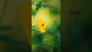 BEE POLLINATION bee nature pollinations explore ytshorts short beautiful [upl. by Ailam]