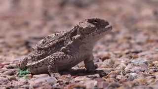 Horned Lizard [upl. by Marcy685]