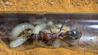 Bull Ant Larvae  Annas Antics [upl. by Dihgirb]