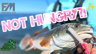 HOW to CATCH REDS that WONT EAT Port Mansfield fishing for redfish [upl. by Hildegard]