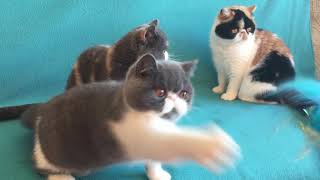 Exotic shorthair cats [upl. by Rosmarin]