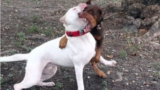 Doberman attack on dogo Argentino 🔥😱 [upl. by Squier517]