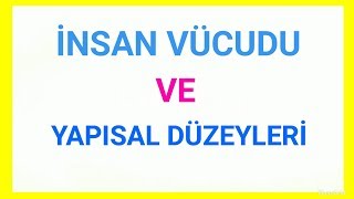 İNSAN VÜCUDU VE YAPISAL DÜZEYLERİ  ATOM  HÜCRELER  DOKU  ORGANLAR VE SİSTEMLER [upl. by O'Donnell321]