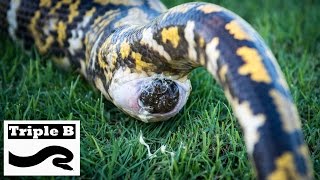 Reticulated Python has a massive bowel movement [upl. by Mazman838]