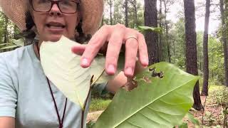 Asimina parviflora smallflowered pawpaw [upl. by Gnad752]