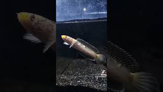 Limbata golden Tiger channa snakehead ikan shorts pengikut channalimbata limbata [upl. by Remo]